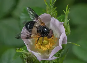 Hexapods: Great Pied Hoverfly, Volucella pellucens, visiti