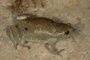 Microhylidae: Great Plains Narrowmouth Toad