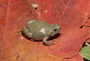 Microhylidae: Great Plains Narrowmouth Toad