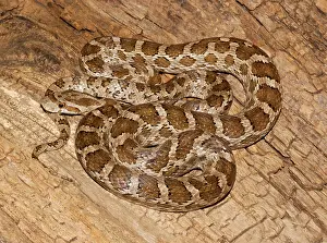 Pantherophis: Great Plains Rat Snake