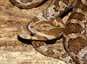 Pantherophis: Great Plains Rat Snake