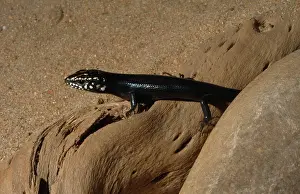 Obsoletus: Great Plains Skink