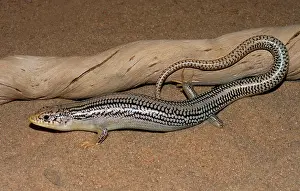 Skink: Great Plains Skink