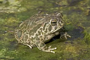 Geuda: Great Plains Toad