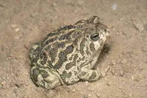 Anaxyrus: Great Plains Toad