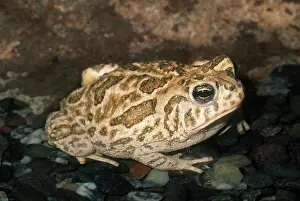 Anaxyrus: Great Plains Toad