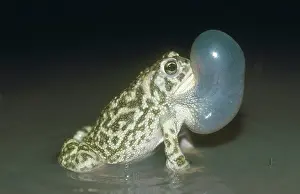 Anaxyrus: Great Plains Toad