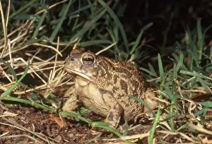 Anaxyrus: Great Plains Toad