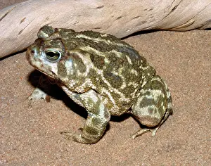 Anaxyrus: Great Plains Toad
