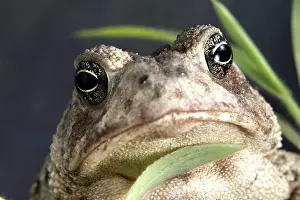 Geuda: Great Plains Toad (Bufo cognatus)