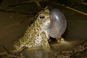 Bufo: Great Plains Toad (Bufo cognatus) - Arizona - Male calling t