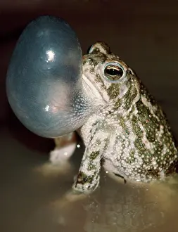 Attract: GREAT PLAINS TOAD - calling to attract mate & repel rivals