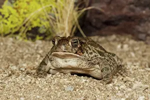 Cognatus: Great Plains Toad - controlled conditions
