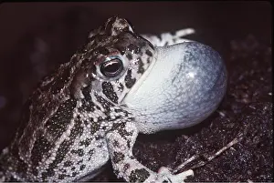 Toad: Great Plains Toad - male calling