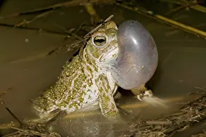 Cognatus: Great Plains Toad - Male calling to attract female