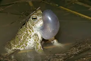 Cognatus: Great Plains Toad - Male calling to attract female