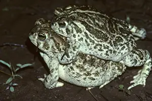 Cognatus: Great PlainsToads - mating