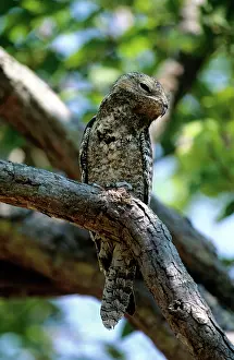Grandis: Great Potoo