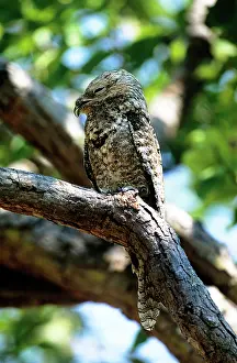Grandis: Great Potoo