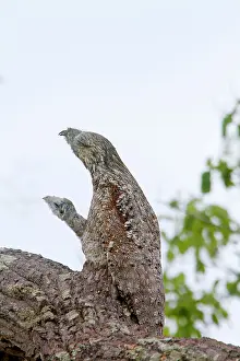 Grandis: Great Potoo