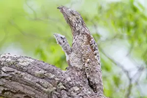 Grandis: Great Potoo