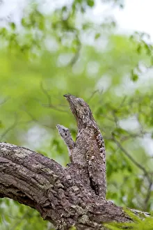 Grandis: Great Potoo