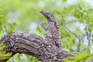 Grandis: Great Potoo