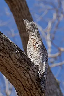 Cryptic: Great Potoo