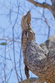 Cryptic: Great Potoo