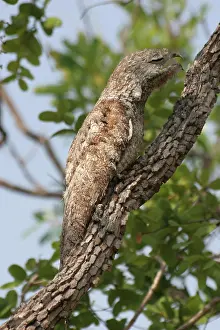 Grandis: Great Potoo