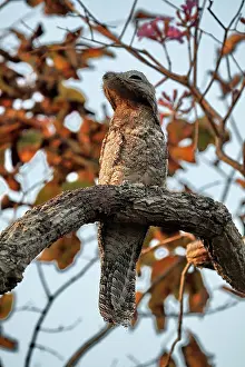 Cryptic: Great Potoo