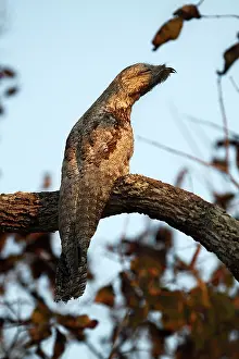 Cryptic: Great Potoo