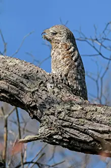 Potoo: Great Potoo, camouflaged, Pantanal Wetlands, Mato