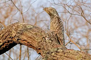 Potoo: Great Potoo, camouflaged, Pantanal Wetlands, Mato