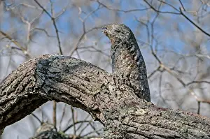 Potoo: Great Potoo, camouflaged, Pantanal Wetlands, Mato