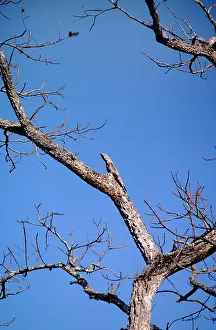 Grandis: Great Potoo - on nest