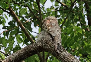 Panama: Great Potoo (Nyctibius grandis grandis) adult with
