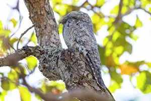 Pantanal: Great potoo (Nyctibius grandis) Pantanal Brazil