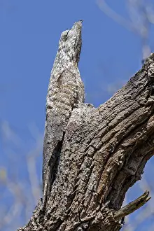 Grandis: Great Potoo (Nyctibius grandis) perched on tree