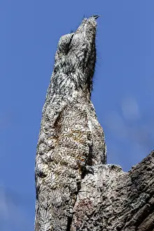 Grandis: Great Potoo (Nyctibius grandis) portrait, Brazi