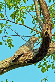 Grandis: Great Potoo Pantanal area Mato Grosso Brazil South America