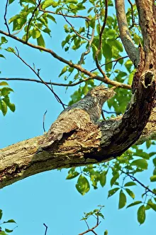 Grandis: Great Potoo Pantanal area Mato Grosso Brazil South America