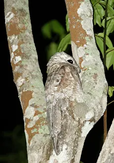 Grandis: Great Potoo - In tree