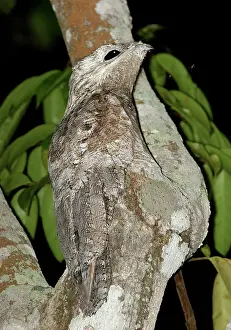 Grandis: Great Potoo - In tree