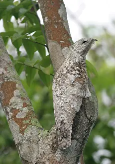 Grandis: Great Potoo - In tree
