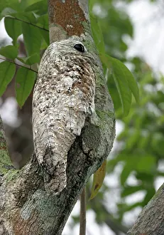 Grandis: Great Potoo - In tree