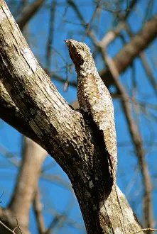 Grandis: Great POTOO - on tree