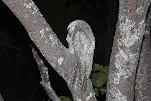 Grandis: Great Potto feeding chick