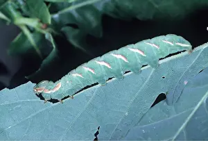 Crawling: GREAT PROMINENT MOTH - larvae / caterpillar