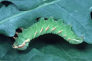 Caterpillars: Great Prominent MOTH - larvae / caterpillar